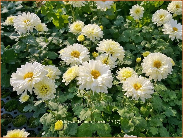 Chrysanthemum 'Poesie' | Tuinchrysant, Chrysant | Chrysantheme