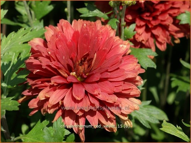 Chrysanthemum 'Red Velvet' | Tuinchrysant, Chrysant | Chrysantheme