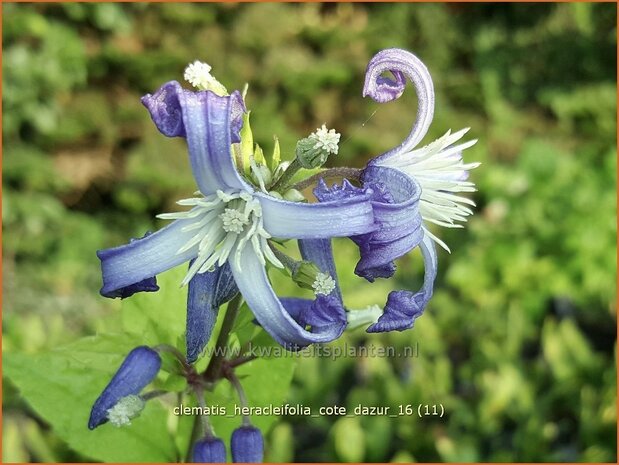 Clematis heracleifolia 'Cote d'Azur' | Bosrank, Clematis | Breitblättrige Waldrebe