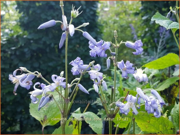 Clematis heracleifolia 'Cote d'Azur' | Bosrank, Clematis | Breitblättrige Waldrebe