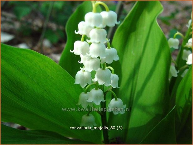 Convallaria majalis | Lelietje-van-dalen | Gewöhnliches Maiglöckchen