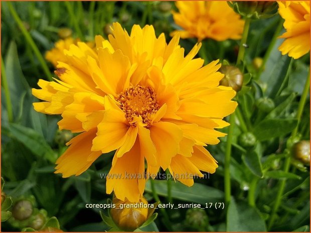 Coreopsis grandiflora 'Early Sunrise' | Meisjesogen | Großblumiges Mädchenauge