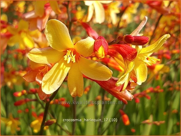 Crocosmia 'Harlequin' | Montbretia | Montbretie