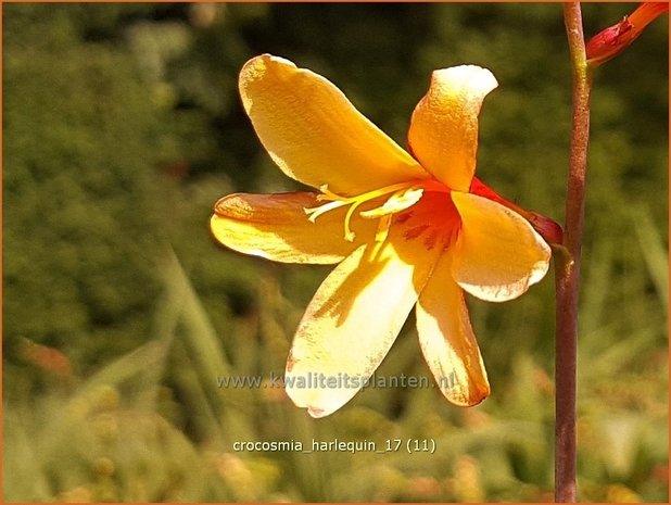 Crocosmia 'Harlequin' | Montbretia | Montbretie