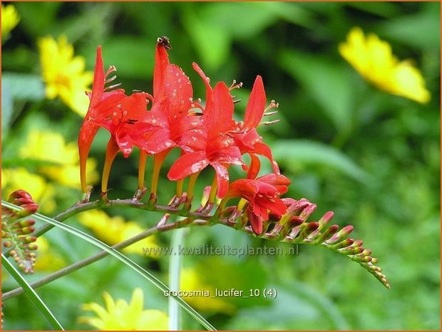 Crocosmia 'Lucifer' | Montbretia | Montbretie