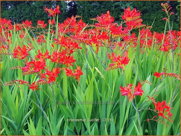 Crocosmia 'Lucifer' | Montbretia | Montbretie