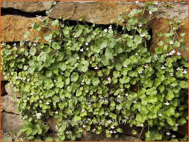 Cymbalaria muralis | Muurleeuwenbek | Mauer-Zimbelkraut