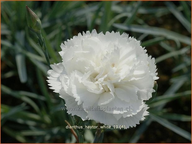 Dianthus 'Haytor White' | Grasanjer, Anjer | Federnelke