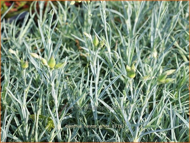 Dianthus 'Haytor White' | Grasanjer, Anjer | Federnelke