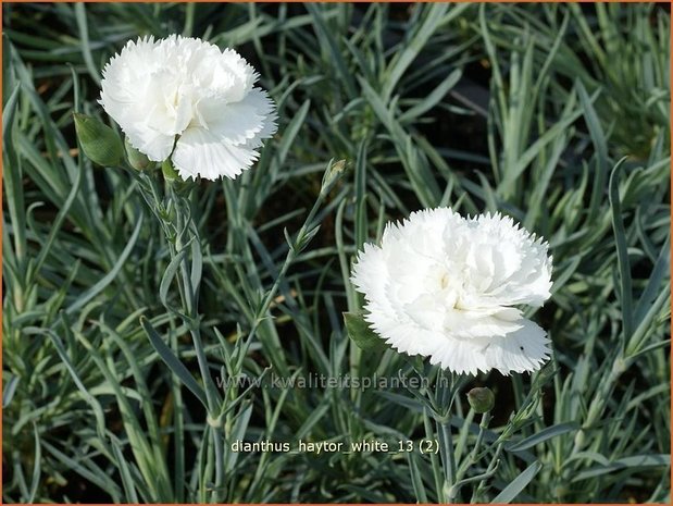 Dianthus 'Haytor White' | Grasanjer, Anjer | Federnelke