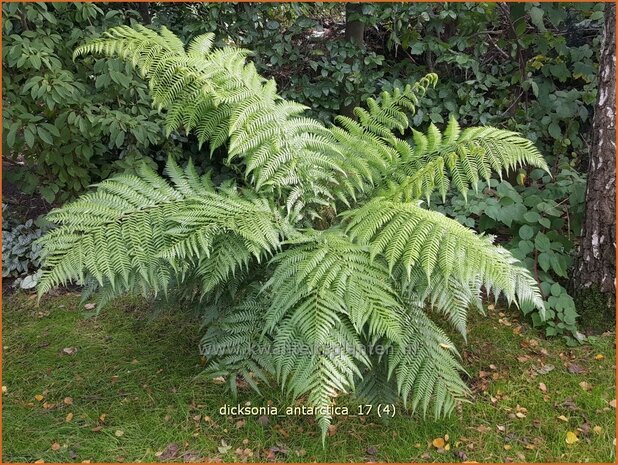 Dicksonia antarctica | Tasmaanse boomvaren, Boomvaren | Baumfarn