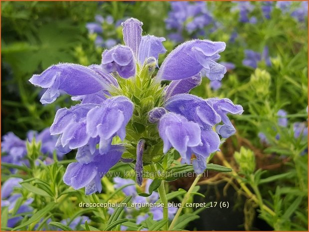 Dracocephalum argunense 'Blue Carpet' | Drakenkop | Kaukasischer Drachenkopf