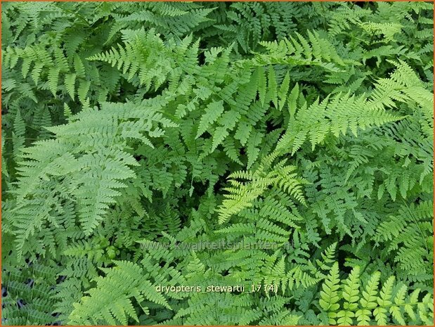 Dryopteris stewartii | Niervaren | Stewarts Wurmfarn