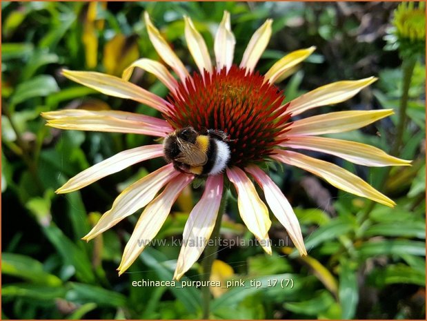 Echinacea purpurea 'Pink Tip' | Rode Zonnehoed, Zonnehoed | Roter Sonnenhut