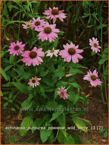 Echinacea purpurea 'Powwow Wild Berry' | Rode Zonnehoed, Zonnehoed | Roter Sonnenhut