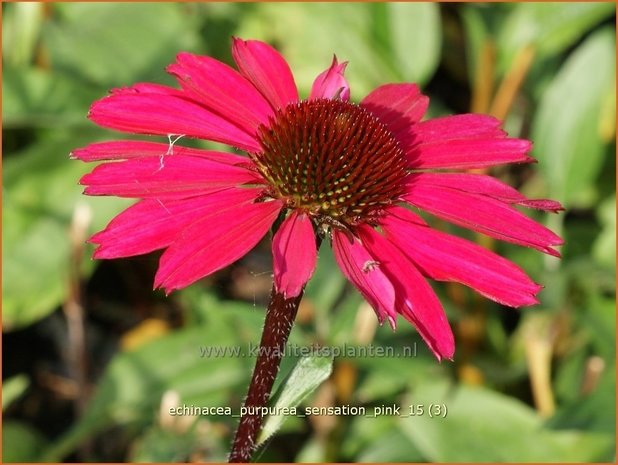 Echinacea purpurea 'Sensation Pink' | Rode Zonnehoed, Zonnehoed | Roter Sonnenhut