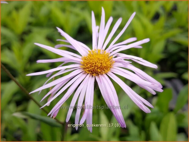 Erigeron 'Quakeress' | Fijnstraal | Feinstrahl