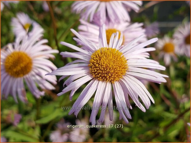 Erigeron 'Quakeress' | Fijnstraal | Feinstrahl