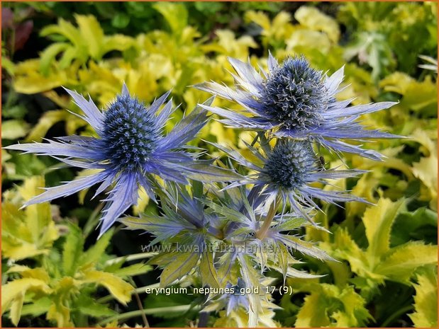 Eryngium 'Neptunes Gold' | Kruisdistel | Mannstreu