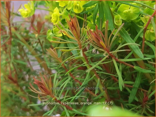 Euphorbia cyparissias 'Orange Man' | Cipreswolfsmelk, Wolfsmelk | Zypressen-Wolfsmilch