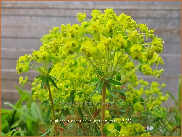 Euphorbia cyparissias 'Orange Man' | Cipreswolfsmelk, Wolfsmelk | Zypressen-Wolfsmilch