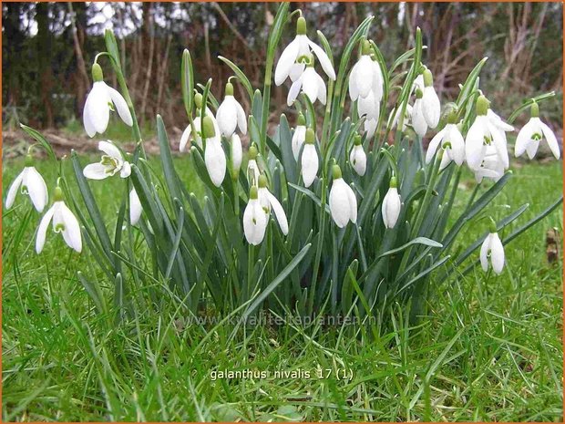 Galanthus nivalis | Gewoon sneeuwklokje, Sneeuwklokje | Kleines Schneeglöckchen