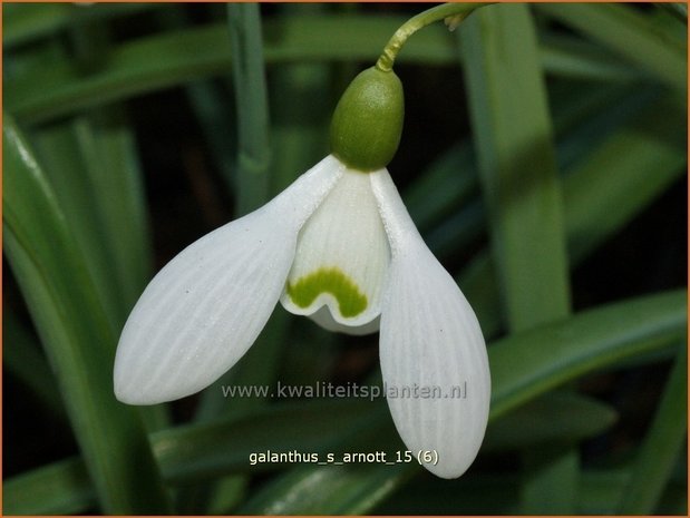 Galanthus 'S. Arnott' | Sneeuwklokje | Schneeglöckchen