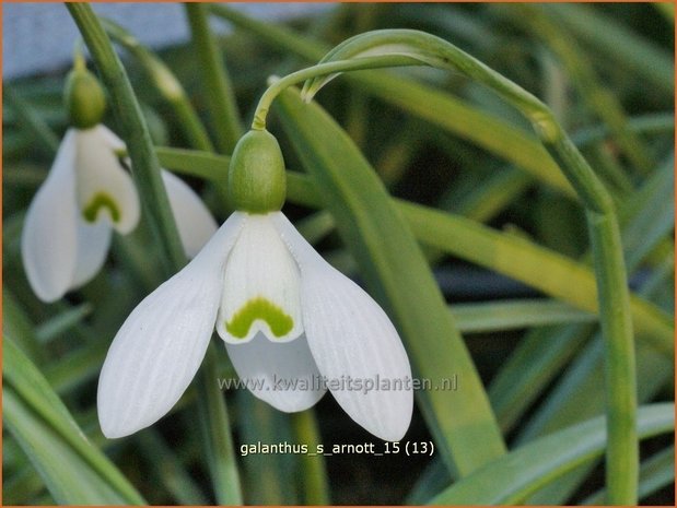 Galanthus 'S. Arnott' | Sneeuwklokje | Schneeglöckchen