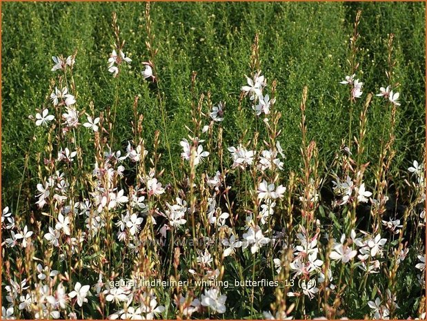 Gaura lindheimeri 'Whirling Butterflies' | Prachtkaars, Vlinderkruid | Prachtkerze