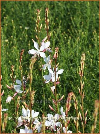 Gaura lindheimeri 'Whirling Butterflies' | Prachtkaars, Vlinderkruid | Prachtkerze