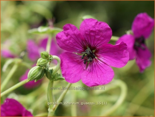 Geranium cinereum 'Giuseppii' | Ooievaarsbek, Tuingeranium | Aschgrauer Storchschnabel