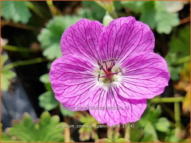 Geranium cinereum 'Penny Lane' | Ooievaarsbek, Tuingeranium | Aschgrauer Storchschnabel