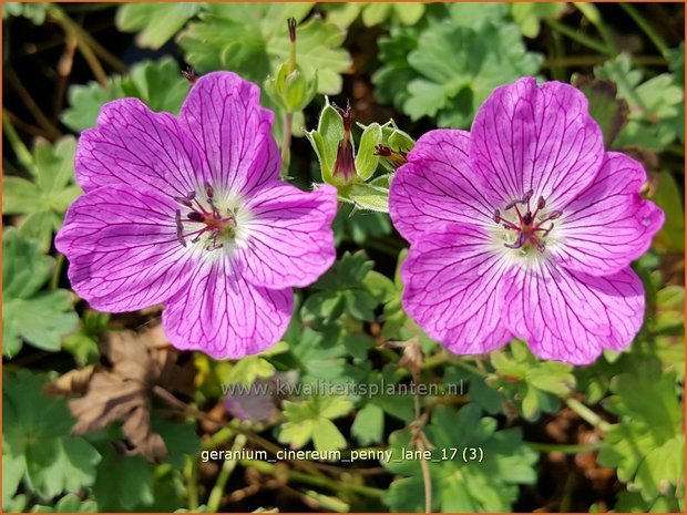 Geranium cinereum 'Penny Lane' | Ooievaarsbek, Tuingeranium | Aschgrauer Storchschnabel