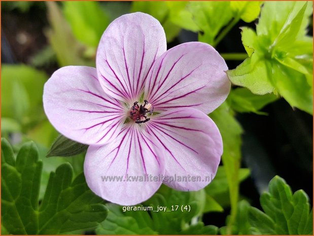 Geranium 'Joy' | Ooievaarsbek, Tuingeranium | Storchschnabel