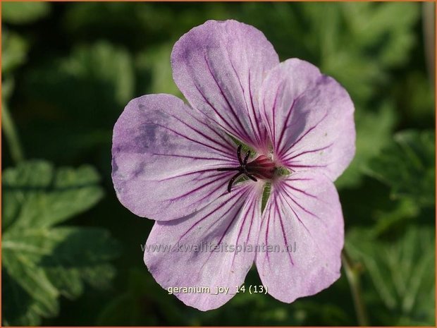 Geranium 'Joy' | Ooievaarsbek, Tuingeranium | Storchschnabel