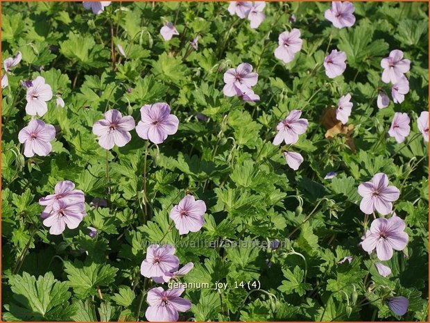 Geranium 'Joy' | Ooievaarsbek, Tuingeranium | Storchschnabel