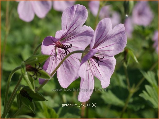 Geranium 'Joy' | Ooievaarsbek, Tuingeranium | Storchschnabel