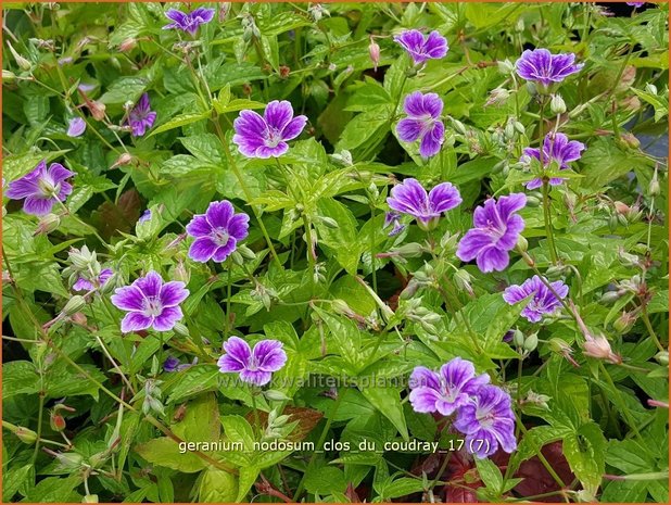 Geranium nodosum 'Clos du Coudray' | Knopige ooievaarsbek, Ooievaarsbek, Tuingeranium | Bergwald-Storchschnabel