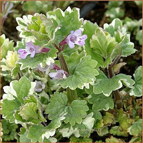 Glechoma hederacea 'Variegata' | Hondsdraf, Kruip-door-de-tuin | Gewöhnlicher Gundermann