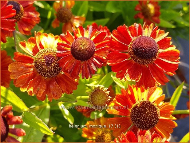 Helenium 'Monique' | Zonnekruid | Sonnenbraut