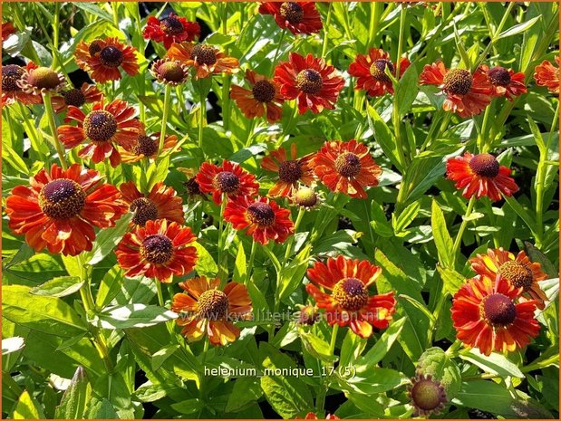 Helenium 'Monique' | Zonnekruid | Sonnenbraut