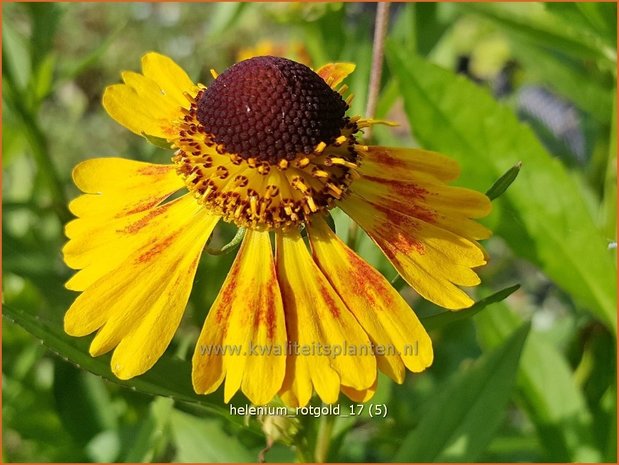 Helenium 'Rotgold' | Zonnekruid | Sonnenbraut