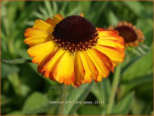 Helenium 'Short and Sassy' | Zonnekruid | Sonnenbraut