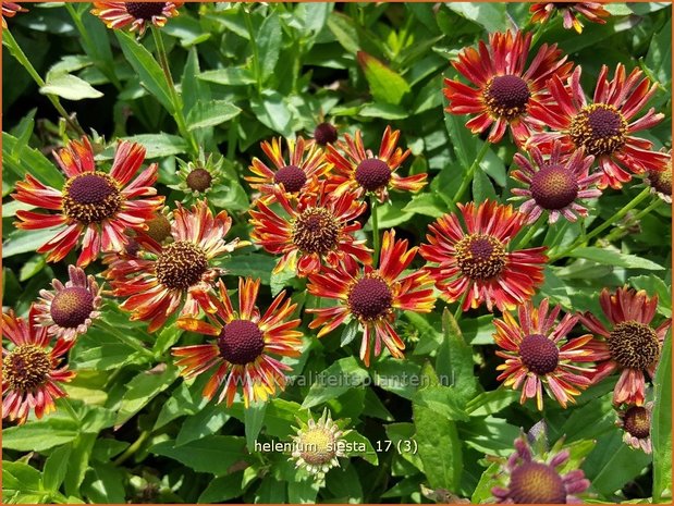 Helenium 'Siesta' | Zonnekruid | Sonnenbraut