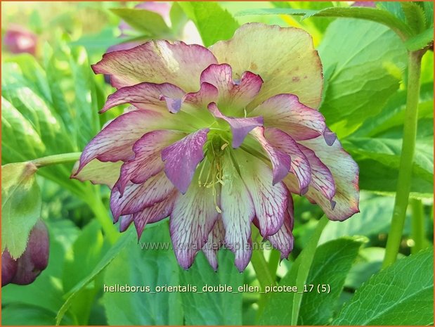 Helleborus orientalis 'Double Ellen Picotee' | Kerstroos, Lenteroos, Vastenroos, Nieskruid | Lenzrose