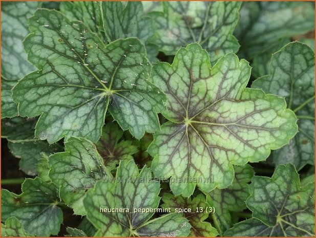 Heuchera 'Peppermint Spice' | Purperklokje | Purpurglöckchen