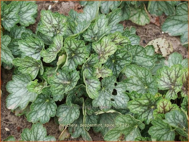 Heuchera 'Peppermint Spice' | Purperklokje | Purpurglöckchen