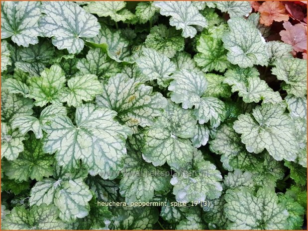 Heuchera 'Peppermint Spice' | Purperklokje | Purpurglöckchen