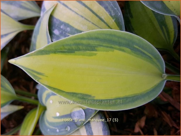 Hosta 'Grand Marquee' | Hosta, Hartlelie, Funkia | Funkie