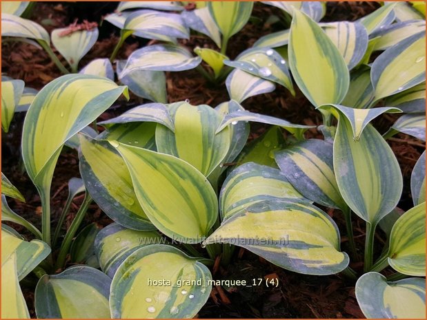 Hosta 'Grand Marquee' | Hosta, Hartlelie, Funkia | Funkie